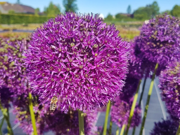 Allium aflatunense Purple Sensation